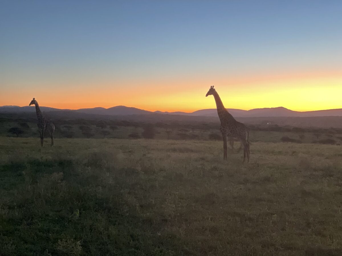 SafariExperience_SouthAfrica