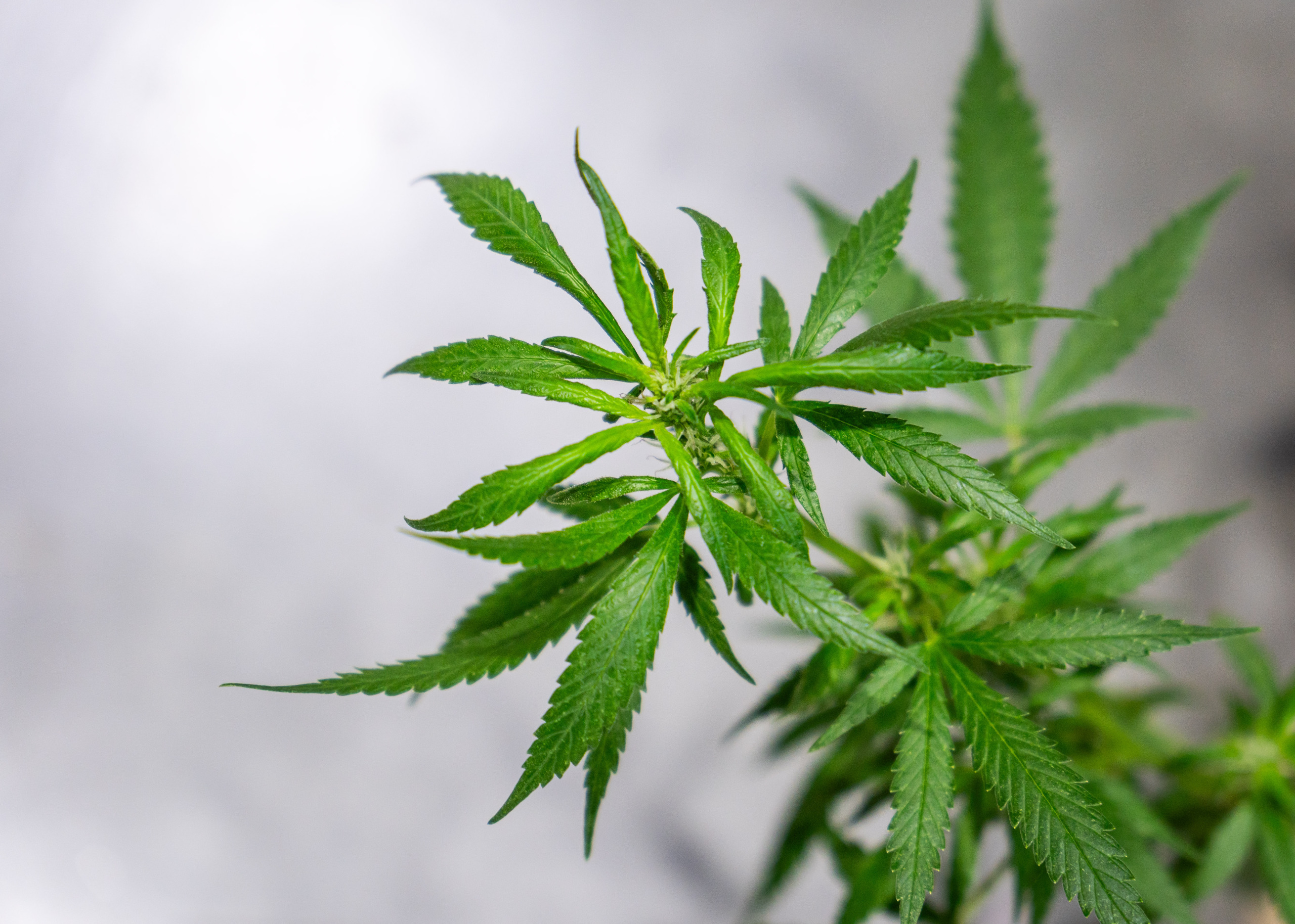 Early Cannabis Use Linked to Higher Health Risks in Teens - News Directory 3